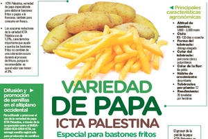 Variedad de papa ICTA Palestina, especial para bastones fritos
